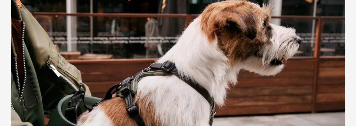 Kvisp cykelkurv til hunde - tag din bedste ven med p� tur