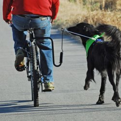 Springer cykelbeslag til hund