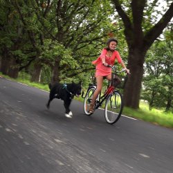 Springer cykelbeslag til hund